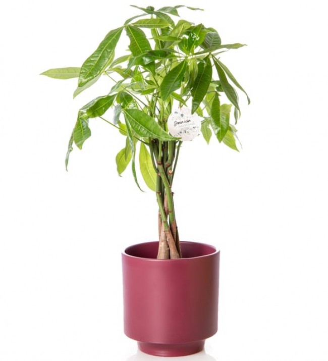 Para Ağacı (Pachira Aquatica)