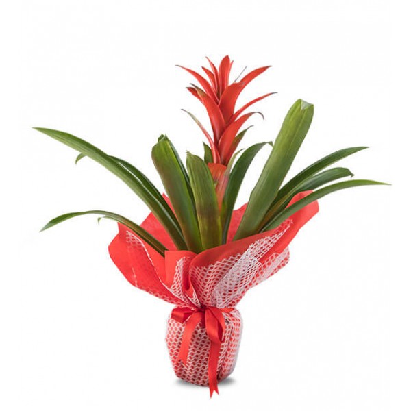 Saksıda Guzmania Bitkisi